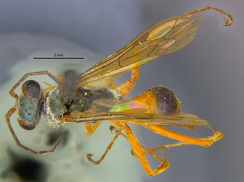 Media type: image;   Entomology 26756 Aspect: habitus dorsal view
